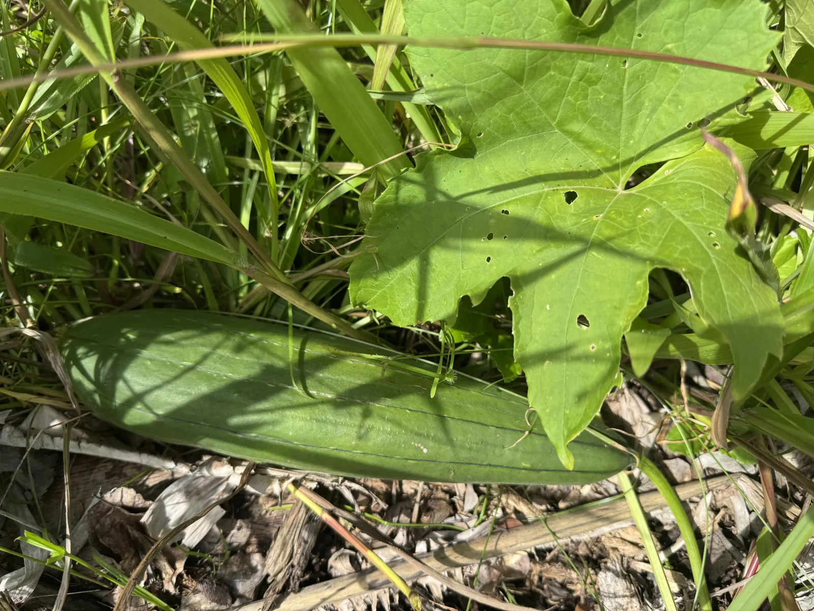 A loofah growing amongst some weeds.