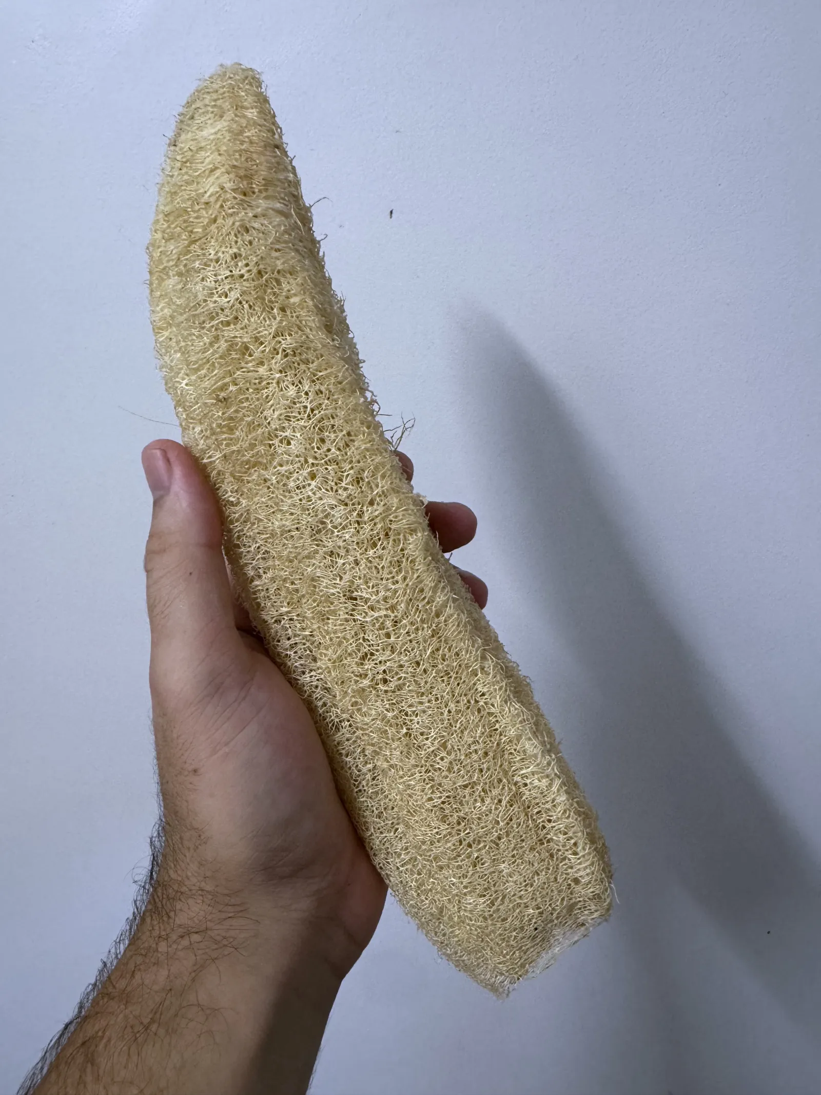 The loofah fruit, once it's been peeled.