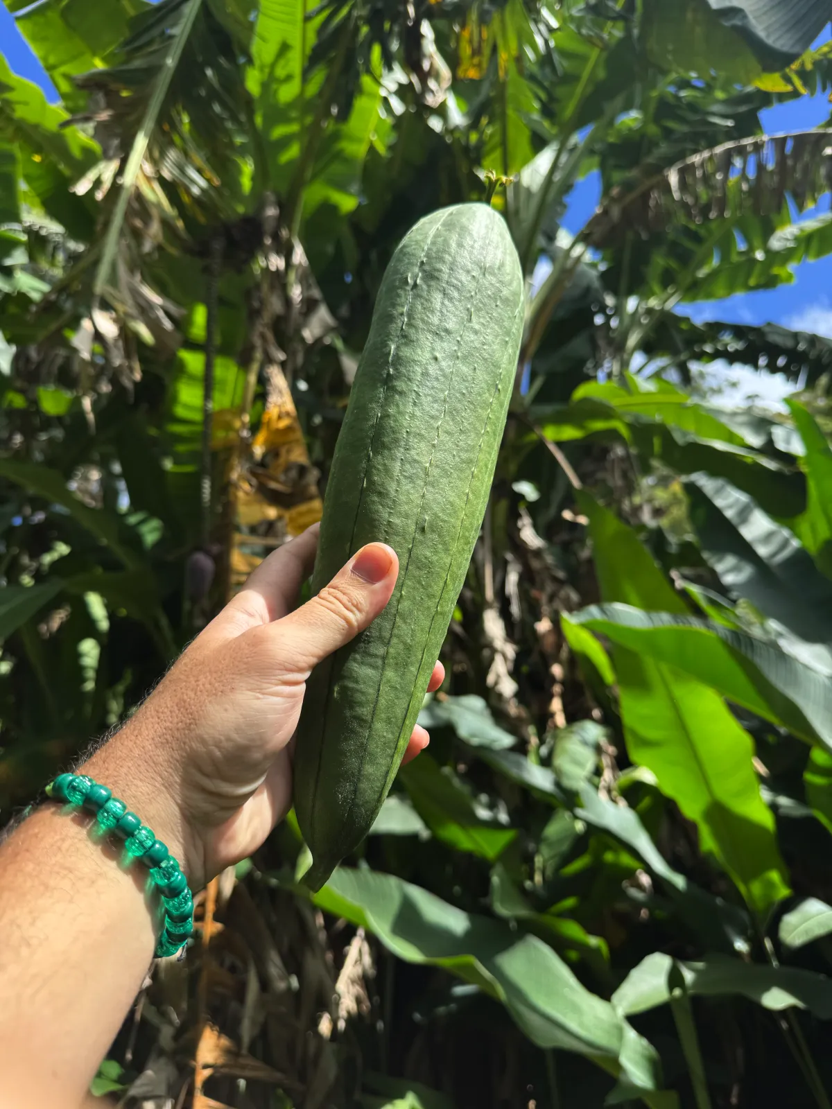 The loofah fruit, freshly harvested.